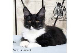 Волгоградский питомник Мейн кунов GangsterCat. Сайт: www.gangstercat.ru Тел: +7 (917) 335-09-66 (WhatsApp, Viber, Telegram), Татьяна.