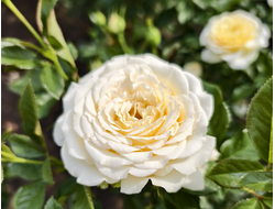 Ингрид Бетанкур (Ingrid Betancourt)