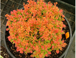 Барбарис Тунберга Golden Ruby, C5