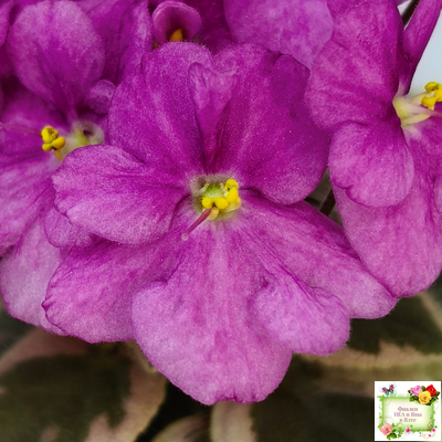 Rob's Lucky Ducky (R.Robinson) листовая химера (стартер сорт)