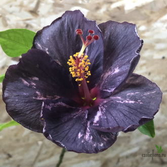 Гибискус NMMA Dracula's Fiancee