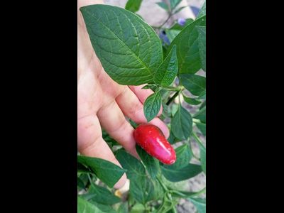 Перец острый Rocoto montufar