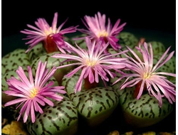 Conophytum (Конофитум)