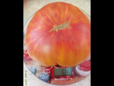 Томат Олд флейм (Old Flame, Старое пламя)