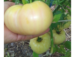 Томат Белый томесол (White Tomasol)