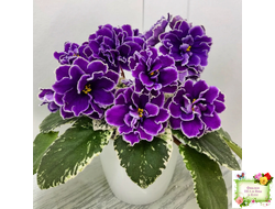 ВаТ-Крайслер (Т. Валькова) трейлер