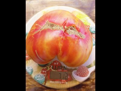 Томат Холли 12 (Holly’s 12)