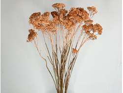 Тысячелистник карамельный