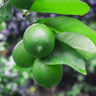 Лайм (Citrus aurantifolia) цедра (10 мл) - 100% натуральное эфирное масло