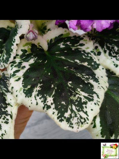 ВаТ-Шоколадное Настроение (Т. Валькова) 2019 г.