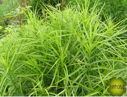 Осока ПАЛЬМОЛИСТНАЯ. ДЕКОРАТИВНЫЙ ЗЛАК