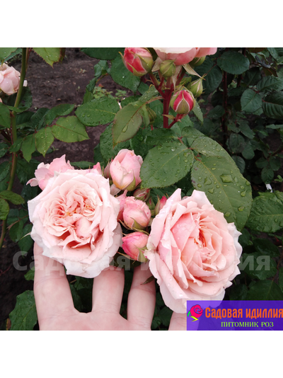 Поль Бокюз (Poul Bocuse)