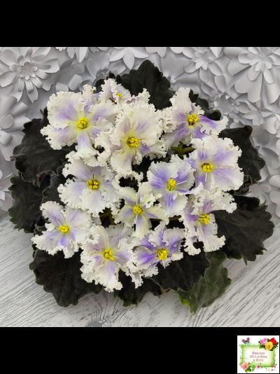 РМ-Золотой Берилл (Н.Скорнякова)