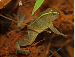 Индонезийская лягушка(Occidozyga lima)