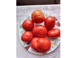 Томат Польская гордость Марджа (Marge’s Polish Pride) Канада