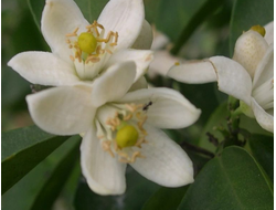 Гидролат Нероли (Citrus aurantium Flower Water) Иран, 100 мл