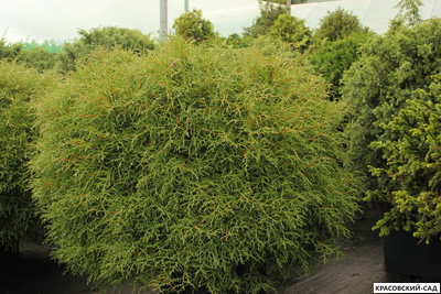 Туя Мистер Боулинг Болл - Mr. Bowling Ball