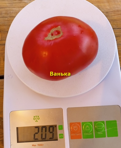 Томат Ванька