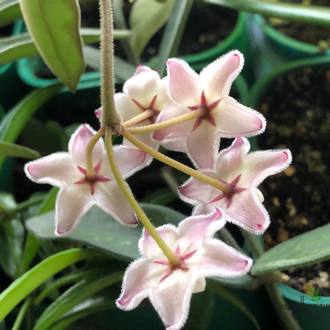 Hoya Lyi china (mengtzeensis)