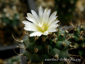 Turbinicarpus roseiflorus v. albiflorus - 5 семян