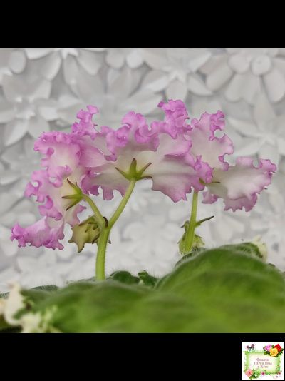 Nik-Обыкновенная Богиня (Н. Булко) 2023 г. (сортовая омоложенная розетка)