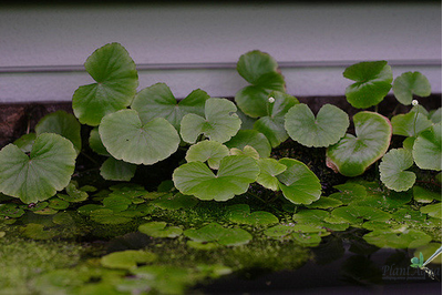 Гидрокотила белоголовая (ветка)