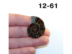 Аммонит окаменелый (симбирцитовый) №12-61: 7,7г - 30*24*7мм