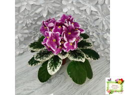 KZ-Источник Вдохновения (И. Заикина) 2023 г.