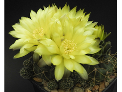 Gymnocalycium andreae VG-466 - 5 семян