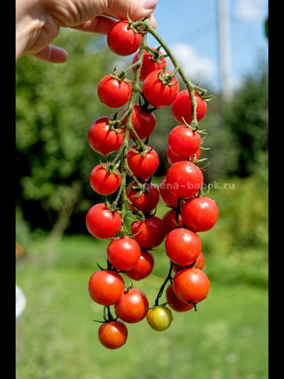 Томат-черри  Красная Вишня, 10 шт