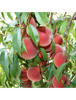 Колоновидный Персик Золотой триумф (ранний), ЗКС