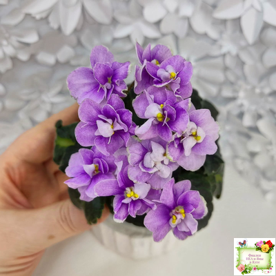 Fay's Madeleine (F. Wagman) 12/22/2008 (гёрл-лист)