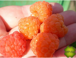 МАЛИНА "Валентина" (РАННЯЯ, очень сладкая)