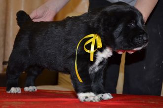 Сука 1. Зулейха.