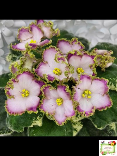 НД-Вербена (Н. Данилова-Суворова) 2021 г.