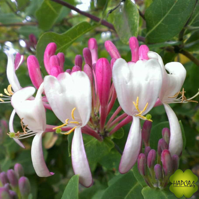 Жимолость вьющаяся "Серотина"