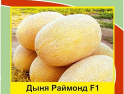 семена дыня "Раймонд"
