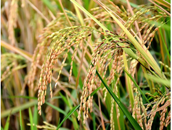 Рисовых отрубей масло (Oryza sativa), (раф), Россия 50 мл