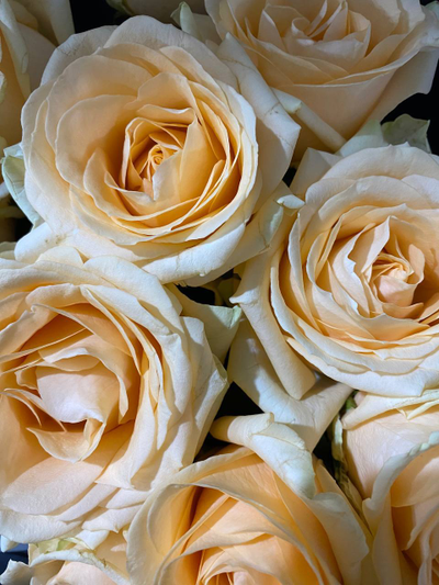 Роза Россия 50 см. 11 шт