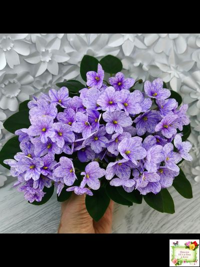 ГЕА-Весёлый Клоун (Е. Галицкая) 2024 г. трейлер (пасынок посажен 20.01.26)