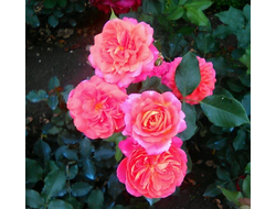 Мидсаммер (Midsummer ), Tantau