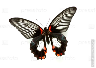 Тропикарий-ферма Бабочек 14 куколок разные виды