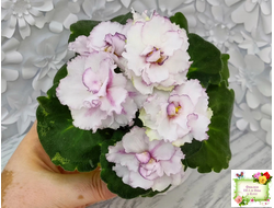 ВаТ-Соло Анфисы (Т. Валькова) 2021 г.