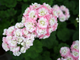 April Snow - пеларгония розебудная (розоцветная) - описание сорта, фото - купить черенок почтой
