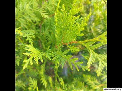 Туя Салланд - Salland