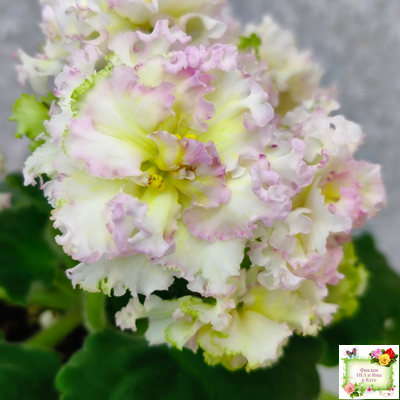 ЛЕ-Злато Скифов (Е. Лебецкая) 2015 г. (лист укоренённый)