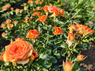 Джем ин Фаст (Gem In Fust)