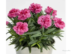Гвоздика Oscar Violet and Pink 3шт в горшке 0,7л