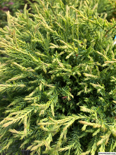 Туя Мр.Боулинг Болл - Mr. Bowling Ball