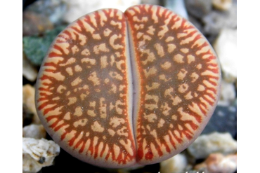 Lithops aucampiae (Литопс Аукамп)